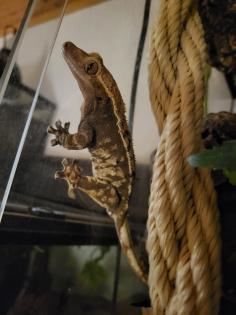 0. 2 Rhacodactylus Ciliatus Kronengecko 2x Weibchen