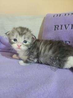 Wundervolle Maine Coon Kitten