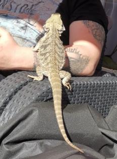 Bartagamenmännchen inkl. Terrarium Beleuchtung und Zubehör abzugeben