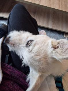 Kalle kinderlieber Terrier-Mischling