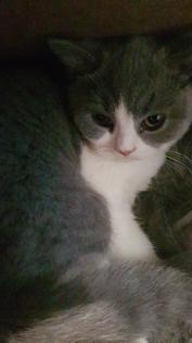 Bkh kitten 14 Wochen