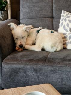 Kalle kinderlieber Terrier-Mischling