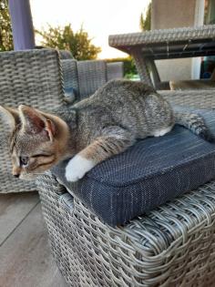 Katzenwelpen Kitten Kätzchen