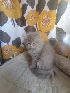 Edelmixkitten Katerchen