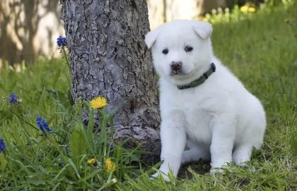 Akita x Akita-Schäferhund Welpen suchen ein neues Zuhause