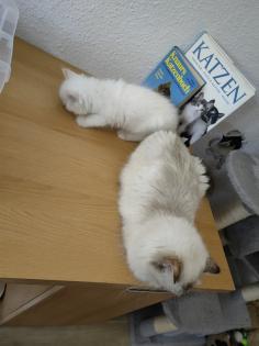 2 super süße Kätzchen /Katerchen BLH /Maine Coon
