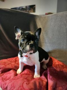 Französische Bulldoggen Baby s