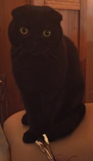 Hallo ich bin ein Scottish Fold Kater