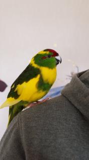 Ziegensittiche Pärchen