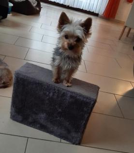 Yorkshire Terrier - Finja - 1 Jahr alt - reinrassig