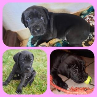 Labrador-Cane Corso Welpe