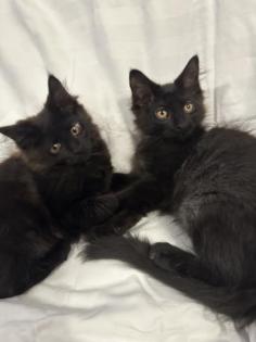 Kitten wie Maine Coon