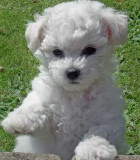 5 Bichon a poil Fris Welpen
