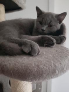 Bkh kitten 14 Wochen