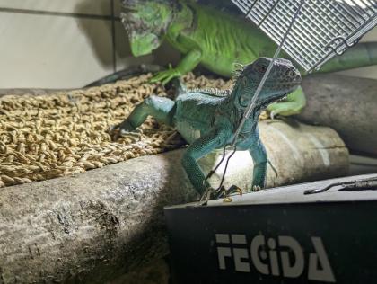 Blauen Leguan Iguana Iguana ca. 10 Monate alt.