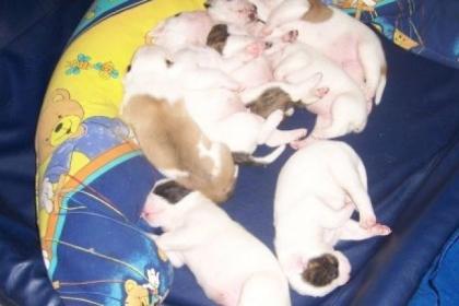 American Bulldog Wurfplanung Sommer 2022