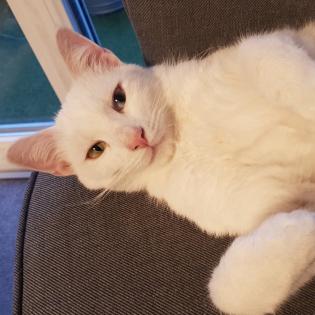 Nimbus - Schmusebär wurde zum Notfall aus dem Tierschutz / gechipt geimpft kastriert