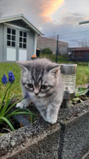 Bkh Kitten 2- weibchen und 1- männchen