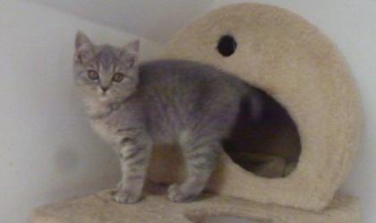 Reinrassige süße Britisch-Kurzhaar Kitten und junge Katzen warten auf Dich