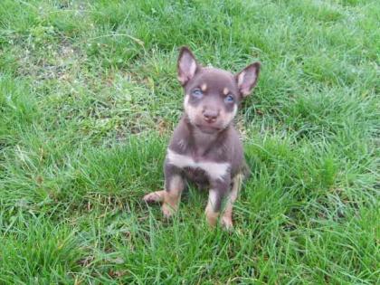 Australische Kelpie Welpen