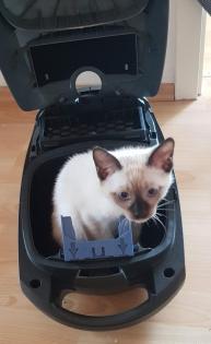 Siam /Thai Kitten Seal Chocolate Point Babys Kätzchen