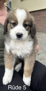Berner Sennenhund Welpen