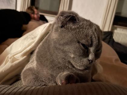 BKH Kitten abzugeben