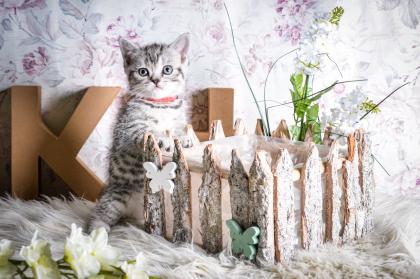 BKH-Kitten im Whiskas-Look Black-Silver-Classic-Tabby/-Spotted abzugeben