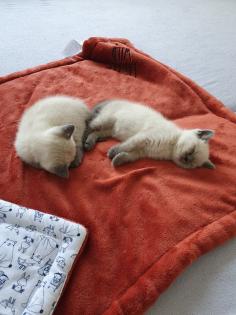 BKH Kitten Abgabebereit