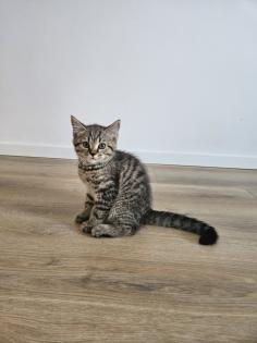 Verschenke BKH-Maine-Coon Kätzchen