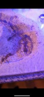 Myrmecia Brevinoda Ameisenkolonie