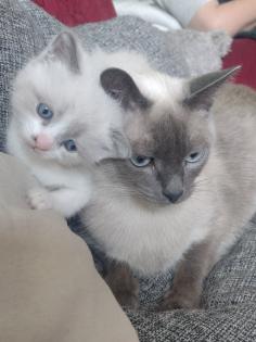 Siam/Perser Mix Kitten abzugeben