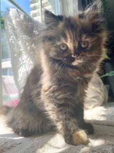 Perser Kitten Kätzchen geimpft abgabebereit