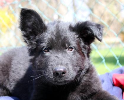 Rüden Welpen Altdeutscher Schäferhund DDR Linien