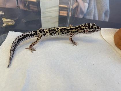 Leopardgecko Gruppe 8 Tiere mit Terrarium