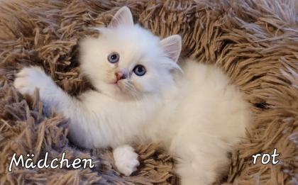 Heilige Birma Kitten