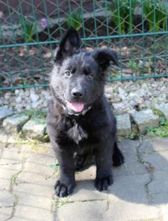 Rüden Welpen Altdeutscher Schäferhund DDR Linien