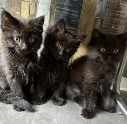 Maine Coon mix- alter Art Babys