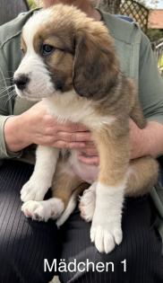 Berner Sennenhund Welpen