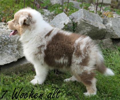 Reinrassiger Australian Shepherd Welpe red-merle weiblich