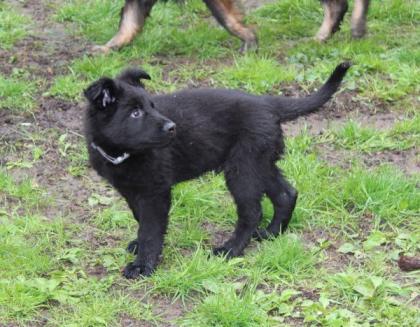 Onyx Rüde Welpe Altdeutscher Schäferhund DDR Linien
