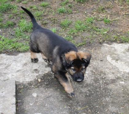 Obiwan Rüde Welpe Altdeutscher Schäferhund DDR Linien