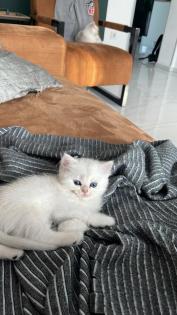 Kitten BKH shadow Silver Blue Point