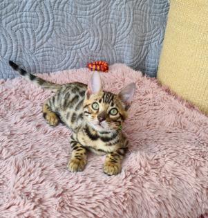 Wunderschöne Bengal Kitten gechipt geimpft mit Stammbaum