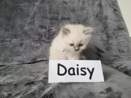 Reinrassige BLH Kitten in Blue Point suchen liebevolle Familie