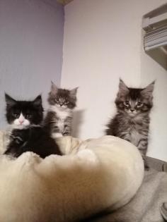 Maine coon kitten