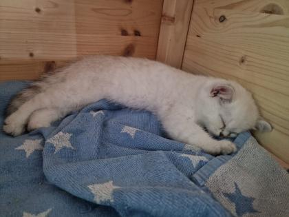 Süße BKH kitten ns 1133 mit Blauen augen
