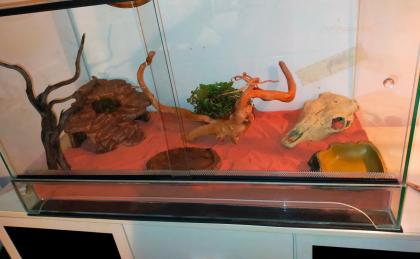 Männlicher Leopardengecko sucht ein neues Zuhause