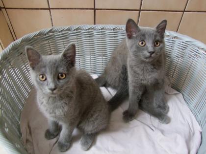 Süße kleine Kätzchen / Kitten / Katzenbabys