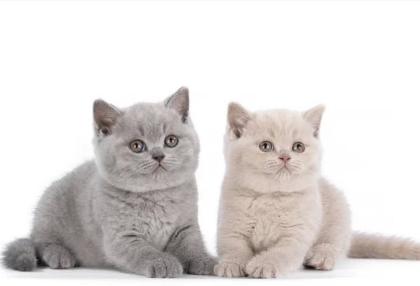 BKH kitten reinrassig blue Britisch Kurzhaar